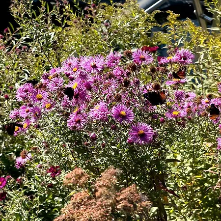 Urlaubshof Scherer Apartamento *