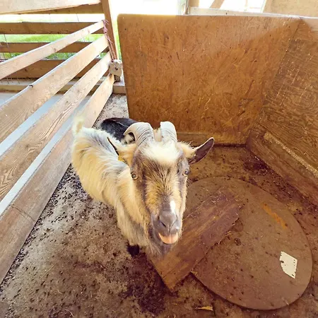 Urlaubshof Scherer *